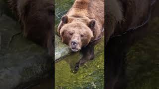 Bear likes to lie in the water 🐻 [upl. by Christopher]