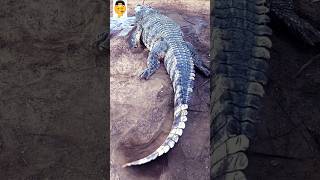 Crocodiles attack 🐊🐊shorts viralvideos trending [upl. by Aicitel698]