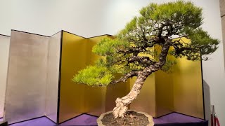 Kokufu Bonsai Exhibition [upl. by Bum]