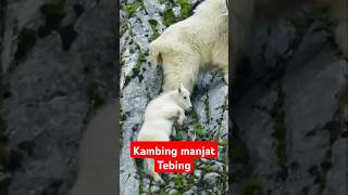 Keahlian kambing gunung memanjat tebing shortvideo [upl. by Nikaniki]