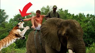 Tiger attacking elephant Video  Man saved after attacking tiger real videos [upl. by Minabe]