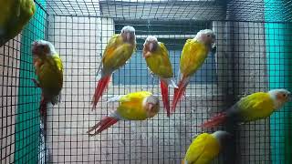 Conure Birds  Animal [upl. by Odel497]