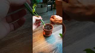 Rhaphidophora Tetrasperma PROPAGATION [upl. by Roxi968]