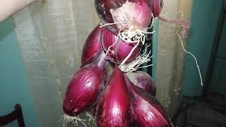 Trecce di cipolle rosse della macchie delle coseri a CropalatiCalabria da MicheleExpert [upl. by Nauht]