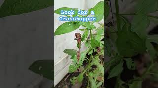 wildlife grasshopper grasshoppers nature insects creepy hopper photography adventure fyp [upl. by Kondon]