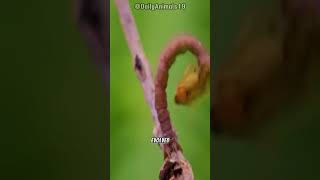 The Carnivorous Caterpillar l Natures Tiny Predator 🐛🍃 [upl. by Buehler]