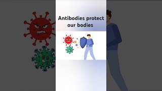 Antibodies help protect our bodies from viruses and bacteria [upl. by Brandice]