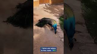 Pavo reales en la haciendasanantonio son una belleza 💙🦚💚💙🦚💚 [upl. by Nosac]