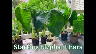 Starting Elephant Ear Tubers Indoors [upl. by Ainiger]