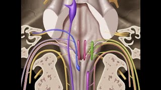 Cranial nerves IX X XI amp XII [upl. by Yniatirb]