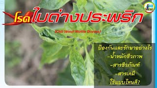 โรคใบด่างประพริก Chili Veinal Mottle Disease [upl. by Oinafipe607]