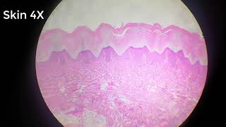 stratified squamous epithelium [upl. by Duong]