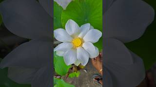 White Lotus on my rooftop Garden 😍🪷 rooftopgarden plantation lotus trending lotusflower viral [upl. by Kernan]