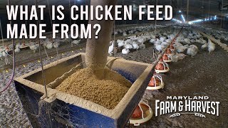 What is Chicken Feed Made From  MD FampH [upl. by Ahsinert]