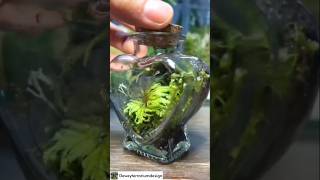 Create a Romantic Space with HeartShaped Glass Terrariums [upl. by Horick971]