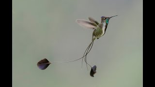 Hummingbirds of Peru  Marvelous Spatuletail [upl. by Sinnod639]