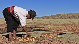 Chuño sabiduría alimentaria andina [upl. by Michiko]