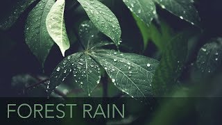 Light Forest Rain  10 Hours  ASMR  Rain Pitter Patter On Leaves [upl. by Adnoval]