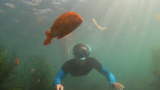 LA JOLLA SHORES SNORKELING [upl. by Zosi620]