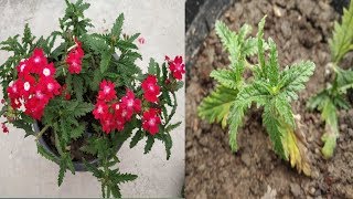 How to grow Verbena flower from cutting with update  Verbina ki cutting kaise lagaye [upl. by Malvie432]