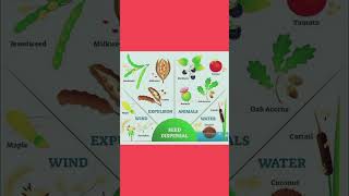 Seed Dispersal seeds seedscience plants botany shortsvideo shortsviral shorts shortsfeed [upl. by Claudius60]