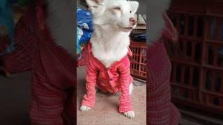 funny dog comedy shorts video 😥😢😕🐶 [upl. by Jeannine]