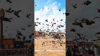 Pigeons Flying Beautiful pigeon kabutar shorts [upl. by Eedak]