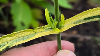 Mutant Variegated Leaf Purpletop Vervain [upl. by Eimar542]