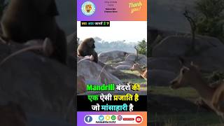 Mandrill monkey facts in hindi 🥶🐒shorts viral facts animals mandrill trending ytshort [upl. by Fabiolas]