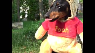 Crusoe as Winnie the Pooh Dog Costume  Cute Dachshund Video [upl. by Parrisch684]