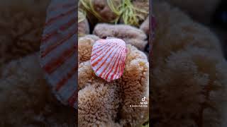 Amazing Spondylus sanguineus 🌟❤️ collection shells collectibles [upl. by Ppik]