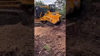 Carlton 7015 Stump Grinding shorts florida treework bluecollar grinder machinery diesel [upl. by Heidie594]