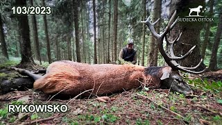 SUDECKA OSTOJA 1032023 Rykowisko  Stadny byk na rozkładzie Deer hirsch Hunting Hunt [upl. by Glynis]