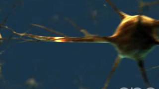 Neuron  3D Medical Animation  ABP © [upl. by Bili470]