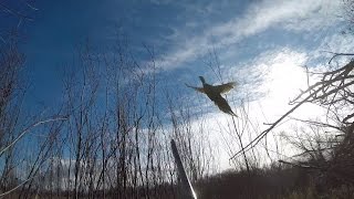 Hunt Club Pheasant Hunting [upl. by Medora]