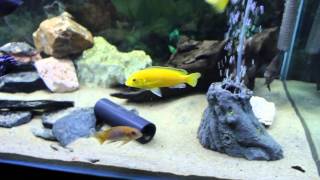 80 Gallon malawi cichlid tank with T5 lighting [upl. by Nylirej]