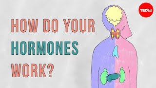 How do your hormones work  Emma Bryce [upl. by Sayed]