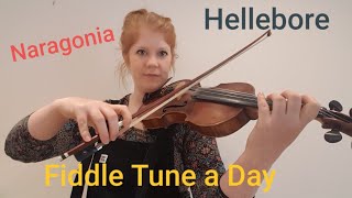 Hellebore Naragonia FIDDLE TUNE A DAY [upl. by Eaneg182]