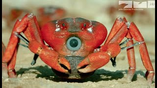 Robotic Spy Crab Plays Own Version Of Frogger On Christmas Island [upl. by Devlen]