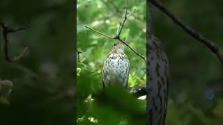 Song Thrush Singing  Drozd pjeva  Singdrossel Gesang Le Chant de la Grive ウタツグミ Canto del Tordo [upl. by Nosylla]