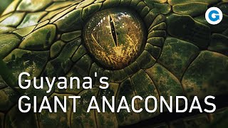 A Deadly Encounter in the Wild Guyanas Giant Anacondas  Wildlife Documentary [upl. by Ynafets70]