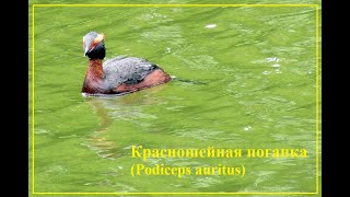 Птицы Петербурга Красношейная поганка Podiceps auritus [upl. by Akemyt563]