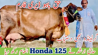 Haq Bahoo Dairy Farm  Girlando cow  Australian Cows  Jani Best  7 September 2024 [upl. by Annirtak]