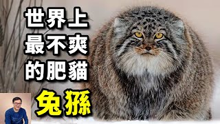 人氣超高的貓，天生一張「厭世臉」，捕獵技巧出神入化！貓科動物第一網紅——兔猻【老肉雜談】動物 貓 兔猻 寵物 網紅 [upl. by Kcirdled]