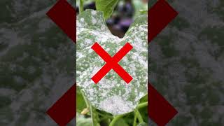 Treat Powdery Mildew in Your Lawn amp Landscaping [upl. by Nani]