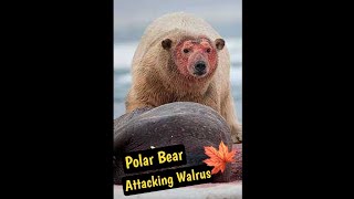 Polar Bear Attacking Walrus [upl. by Ramsey]