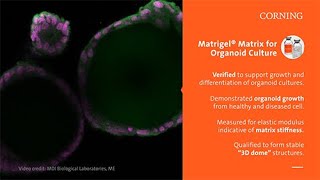 Corning Matrigel® Matrix® for Organoid Culture Dome Method Protocol [upl. by Debby]