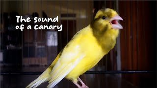 The sound of a canary singing will surely make your canary sing [upl. by Dnumyar]