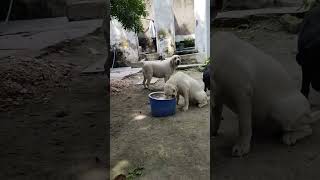 Labour dog Viral video Youtubeshort short video viral [upl. by Ettennal]