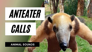 The Animal Sounds Anteater Calls  Sound Effect  Animation [upl. by Bendick1]